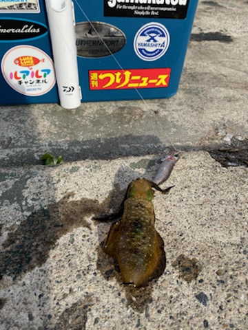 秋イカシーズン終盤