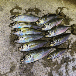 瀬戸内の島アジング（2019-18)