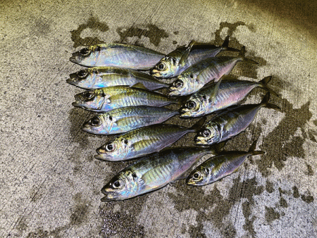 瀬戸内の島アジング（2019-18)