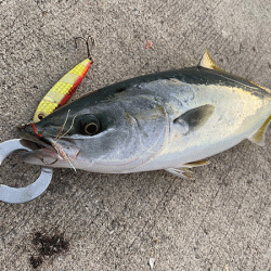 瀬戸内の島ショアジギング（2019-1）