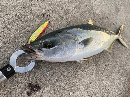 瀬戸内の島ショアジギング（2019-1）