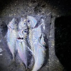 短時間勝負!アジング好調!!