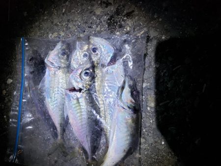 短時間勝負!アジング好調!!