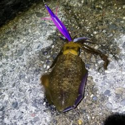 エギング　キロオーバー！