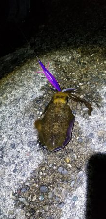 エギング　キロオーバー！