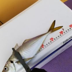 つり幸　アジ船