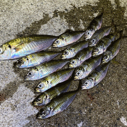 瀬戸内の島アジング（2019-19)