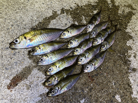 瀬戸内の島アジング（2019-19)
