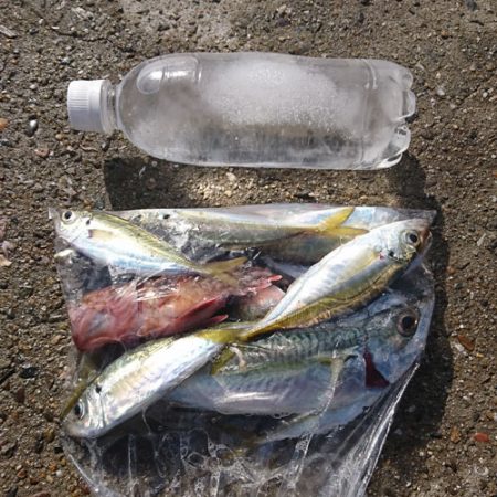 食べ頃アジ大漁に加え、嬉しい尺アジ