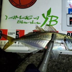 もういないのかな