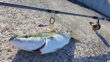 パイセンと人工島釣行