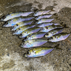 瀬戸内の島アジング（2019-20)