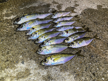 瀬戸内の島アジング（2019-20)