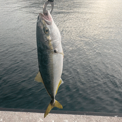 瀬戸内の島ショアジギング（2019-2）