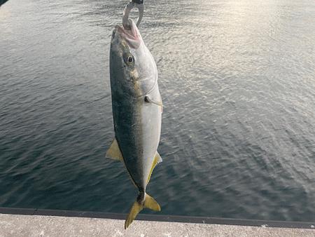 瀬戸内の島ショアジギング（2019-2）