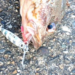 サゴシがいない