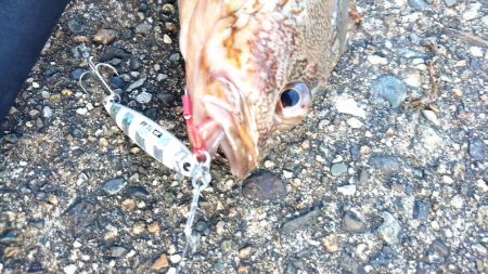 サゴシがいない