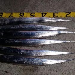 タチウオ上昇中