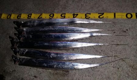 タチウオ上昇中