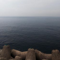 アジを餌にして