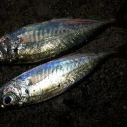 久々の夜釣り！正直、かなり渋かったです。。。。