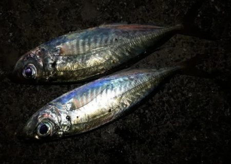 久々の夜釣り！正直、かなり渋かったです。。。。