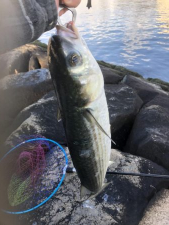 フカセ釣りプラクティス