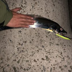 ミノーでタチウオ!!