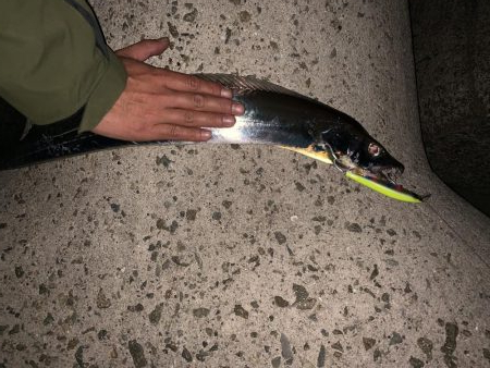 ミノーでタチウオ!!