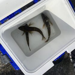 五目釣りでコブダイ