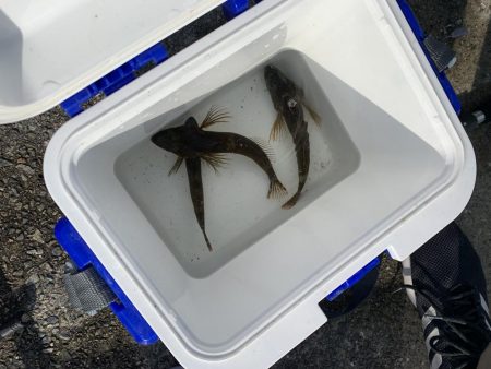 五目釣りでコブダイ