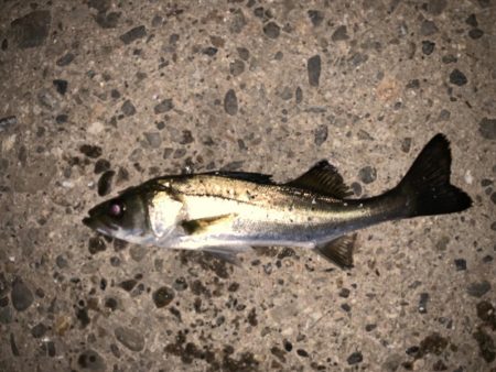 コンビナートでエビ撒き