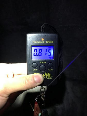 連日の日課エギング