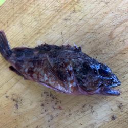 泳がせ釣りにて