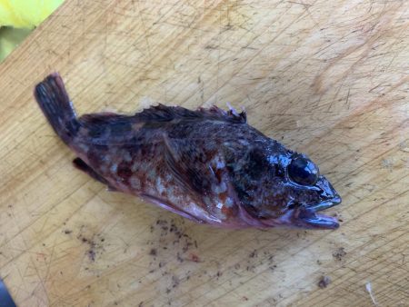 泳がせ釣りにて