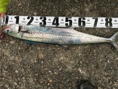 加太漁港で大型青物