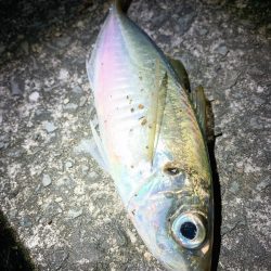 ライトゲーム、エギング