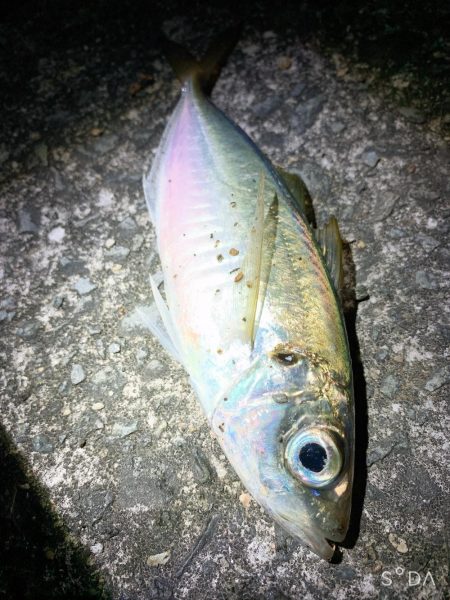 ライトゲーム、エギング