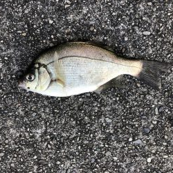 メバリングで鯛