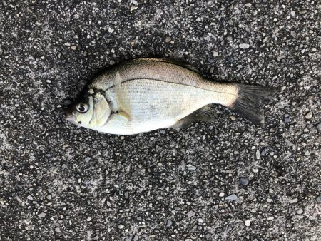 メバリングで鯛