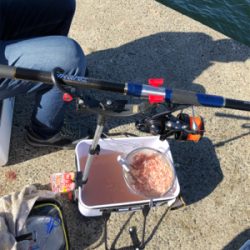 ツバス釣れました