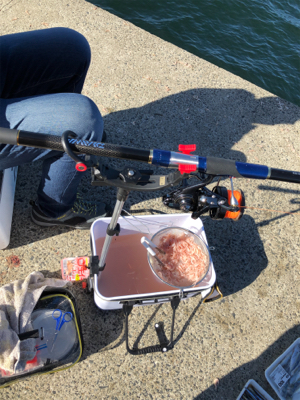 ツバス釣れました