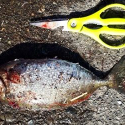 兎に角寒い!でも大漁でした!!疲れた~、でも^^b