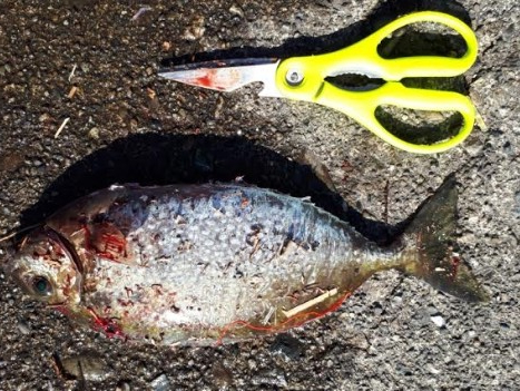 兎に角寒い!でも大漁でした!!疲れた~、でも^^b