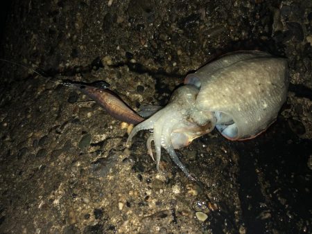 アジングとエギング