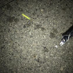 今年初の二けた