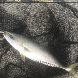 ハマチ・タチウオ