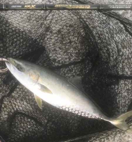 ハマチ・タチウオ