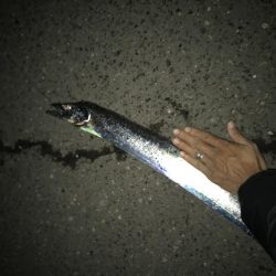 11月13日神戸護岸太刀魚