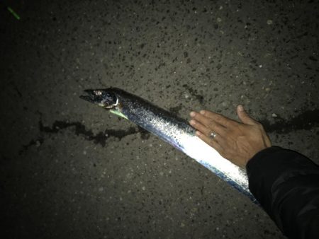 11月13日神戸護岸太刀魚